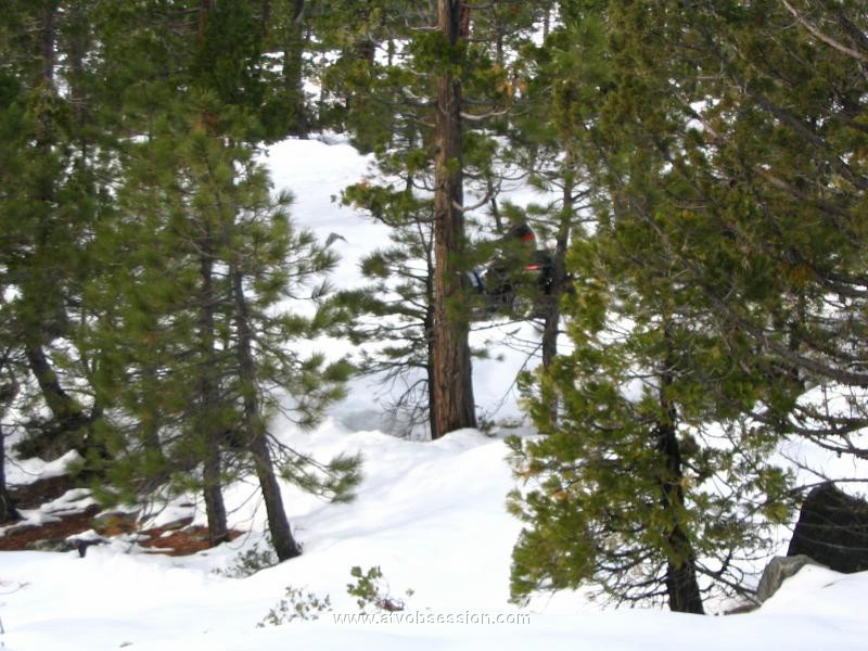 51. Dan works through the trees..jpg