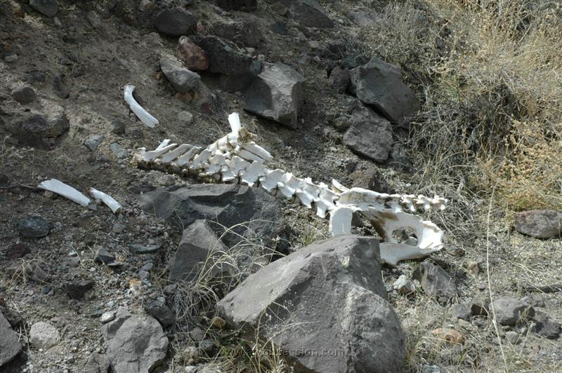 096. Ride....Or Die Cold And Alone..jpg