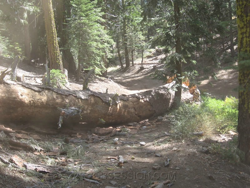 072. Our 2nd tree at McAdams Lake..jpg