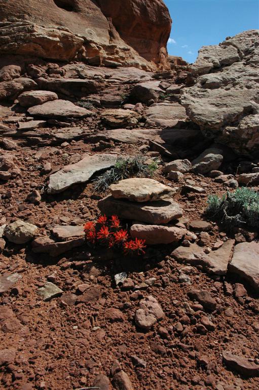 162. Larry finds a plant..jpg