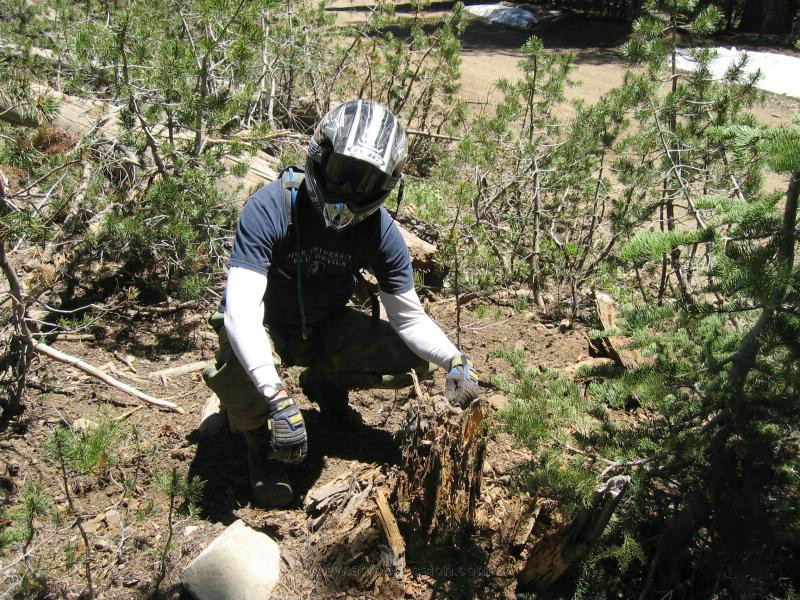 089. LOL...the INFAMOUS Stump....Ironically..this stump broke my window.   I'm over it..jpg