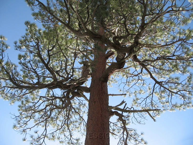 141. Cool branches...OH MY GOD, I'm Ansel..jpg
