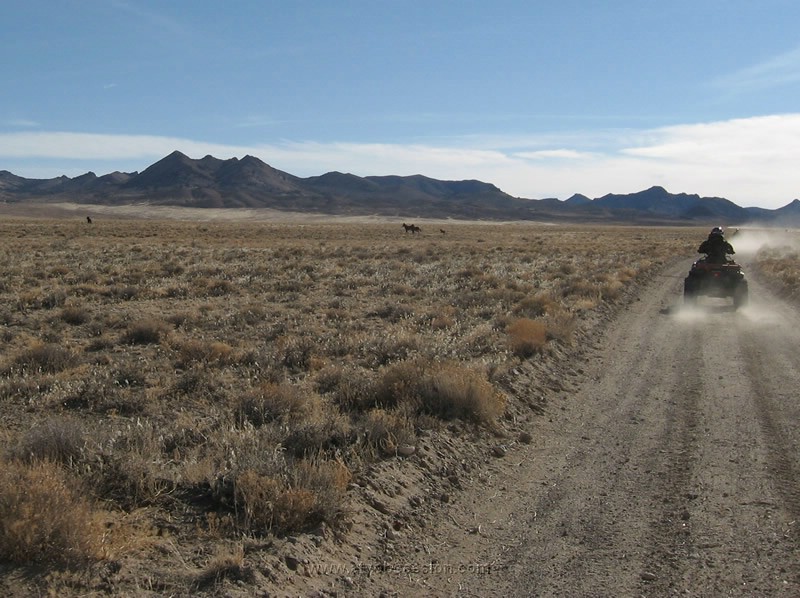 032. We see this Stallion, with 2 Mare's and 1 baby runnin' wild..jpg