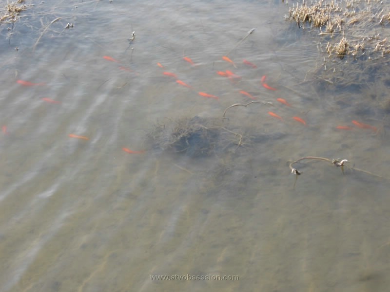 144. And more were now growing up in the puddle..jpg