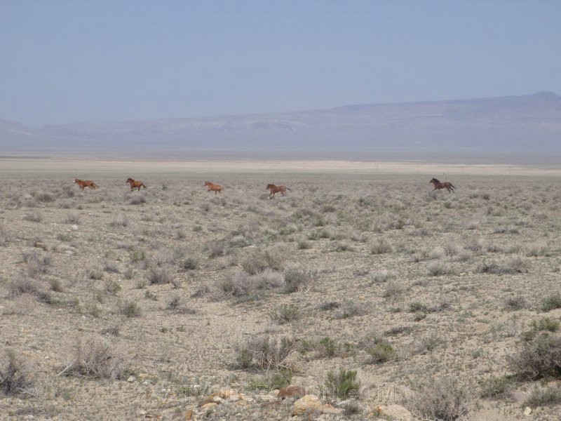 106. Wild horses..couldn't drag me away..jpg