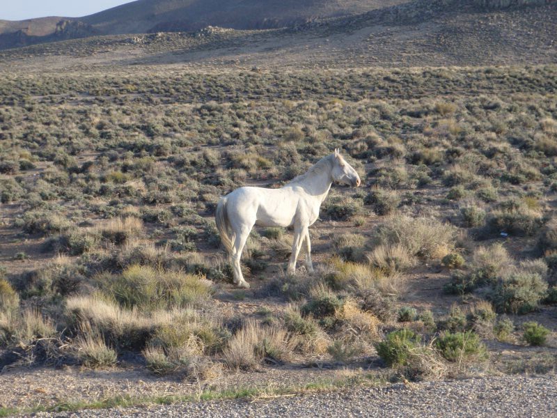 125. A white horse checks us out..jpg