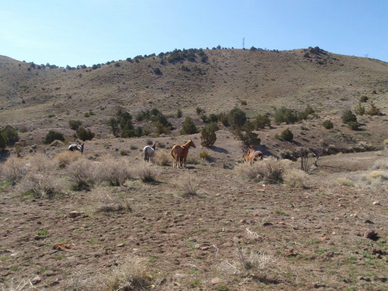 14. Our first group of wild horses..jpg