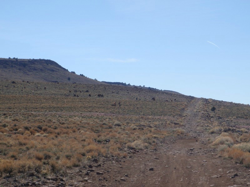 23. A ton of wild horses..jpg