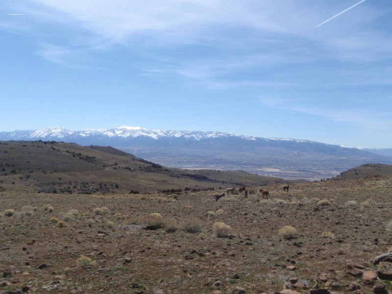 55. More horses..jpg