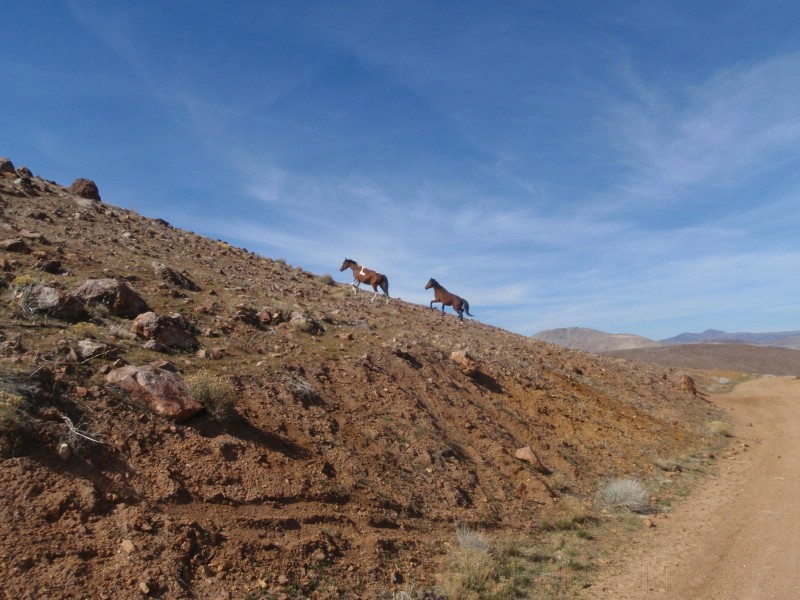 67. Last 2 horses of the day..jpg