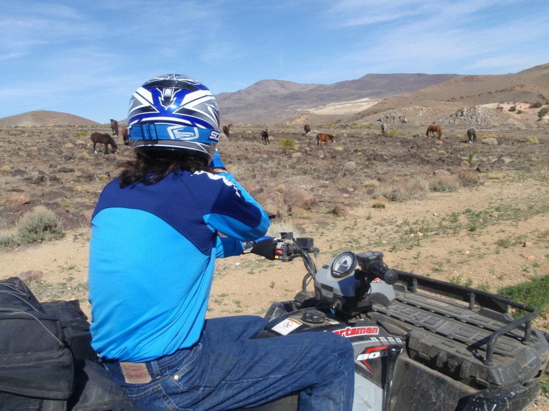 71. I lied...Scott with more horses..jpg