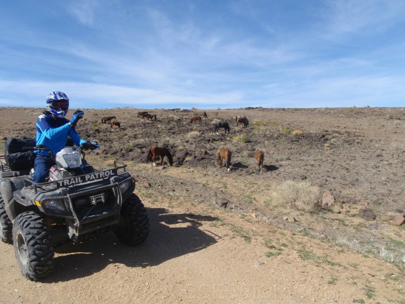 72. Scott taking pictures of the horse..jpg