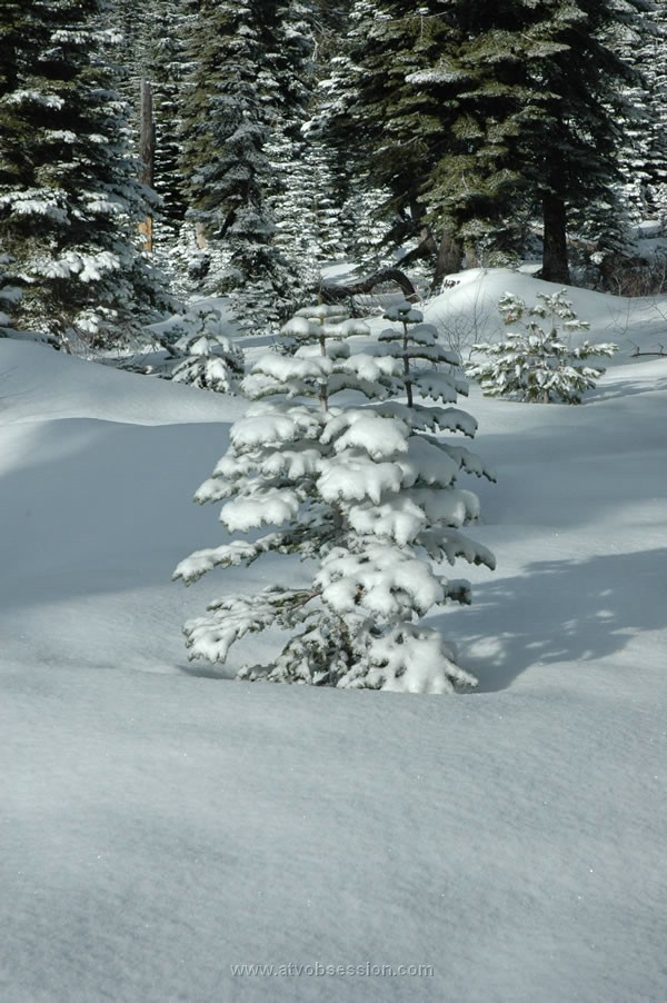 63. Cute little tree...where is my chainsaw....jpg